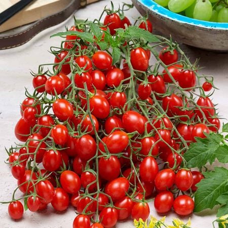 Profi-Frutti™ Grape Red, (F1) Tomato Seeds - Packet image number null